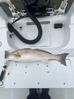 Fishing in Galveston, Texas