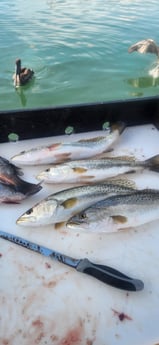 Mangrove Snapper, Speckled Trout Fishing in Islamorada, Florida