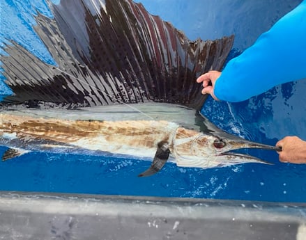 Sailfish Fishing in West Palm Beach, Florida