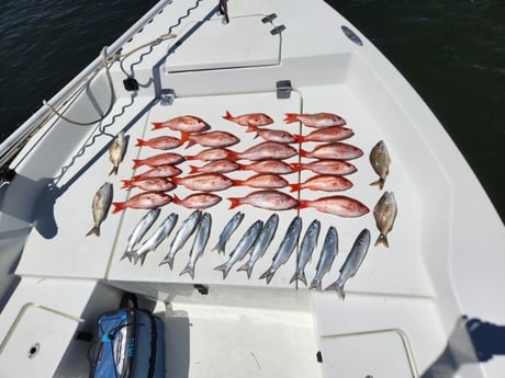 Mullet Snapper, Scup, Vermillion Snapper Fishing in Pensacola, Florida