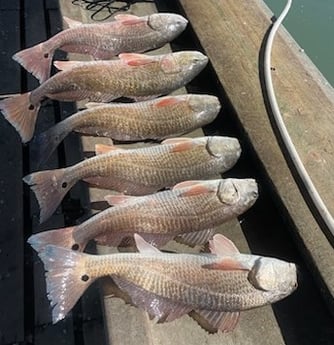 Redfish Fishing in Rockport, Texas