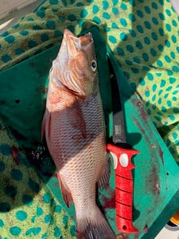 Mangrove Snapper fishing in St. Petersburg, Florida