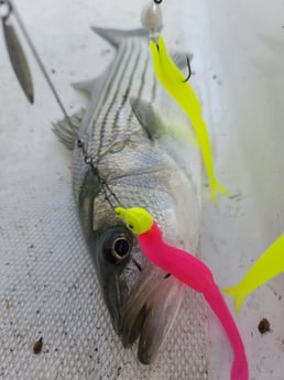 Striped Bass Fishing in Whitney, Texas