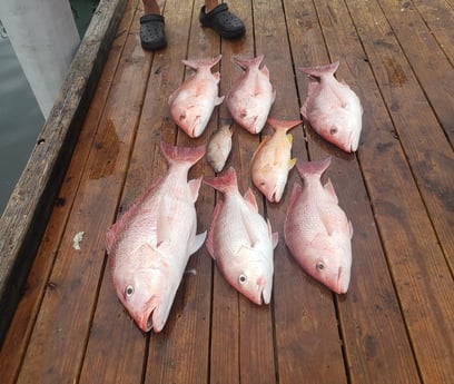 Lane Snapper, Mangrove Snapper, Red Snapper fishing in Pensacola, Florida