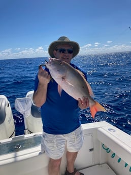 Lane Snapper, Mutton Snapper, Yellowtail Snapper fishing in Marathon, Florida