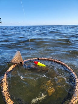 Redfish Fishing in Rio Hondo, Texas