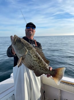 Gag Grouper fishing in Clearwater, Florida