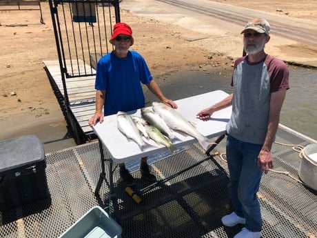 Hybrid Striped Bass, Striped Bass Fishing in Burnet, Texas