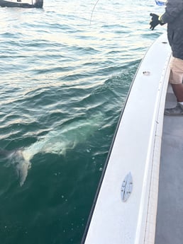 Tarpon Fishing in Naples, Florida