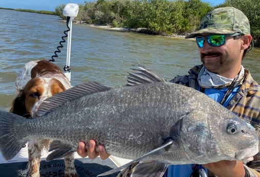 Black Drum fishing in New Smyrna Beach, Florida