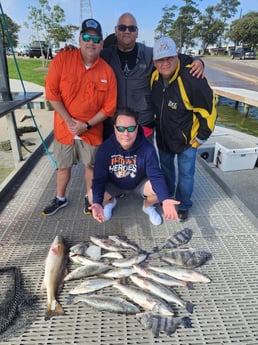 Black Drum, Redfish, Sheepshead, Speckled Trout / Spotted Seatrout Fishing in Galveston, Texas