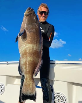 Black Grouper Fishing in Islamorada, Florida