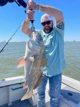 Black Drum Fishing in Galveston, Texas