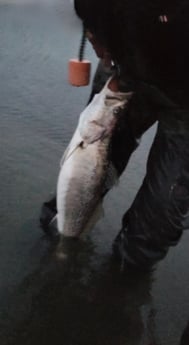 Speckled Trout / Spotted Seatrout Fishing in Port O&#039;Connor, Texas