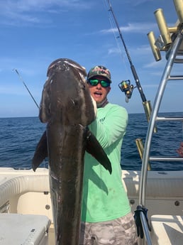 Cobia Fishing in Pensacola, Florida