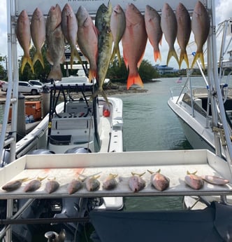 Mahi Mahi / Dorado, Mutton Snapper, Yellowtail Snapper fishing in Marathon, Florida