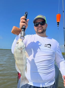 Black Drum Fishing in Galveston, Texas