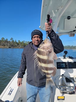 Sheepshead Fishing in Gulf Shores, Alabama