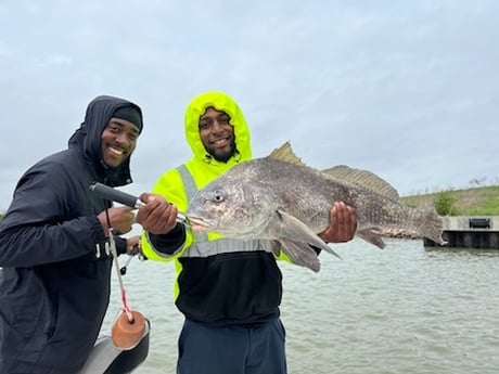 Black Drum Fishing in Galveston, Texas