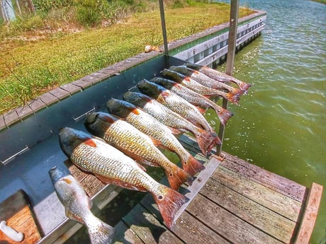 Redfish, Speckled Trout / Spotted Seatrout fishing in Rio Hondo, Texas