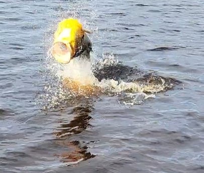 Peacock Bass fishing in South Padre Island, Texas