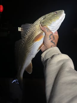 Redfish Fishing in Mount Pleasant, South Carolina