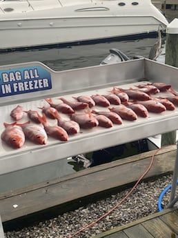 Red Snapper fishing in Destin, Florida