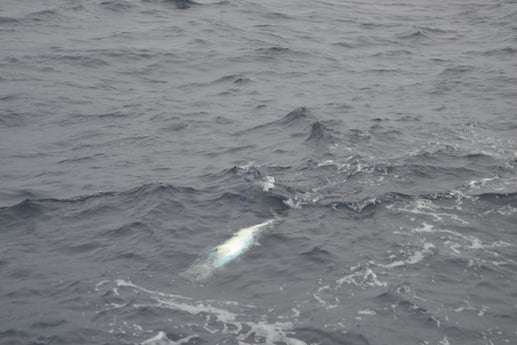 Wahoo fishing in Galveston, Texas