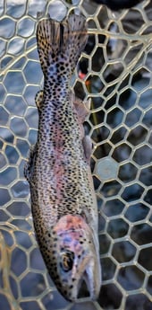 Fishing in Broken Bow, Oklahoma