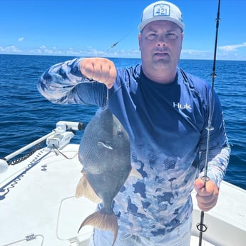 Triggerfish fishing in Panama City, Florida