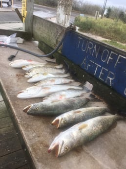 Speckled Trout / Spotted Seatrout Fishing in Rio Hondo, Texas