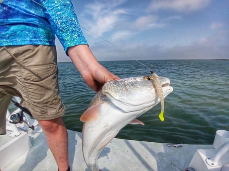 Redfish, Speckled Trout / Spotted Seatrout fishing in Rio Hondo, Texas