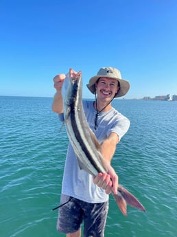 Cobia fishing in Clearwater, Florida