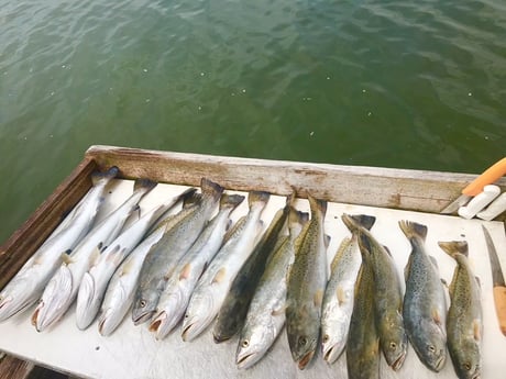 Speckled Trout / Spotted Seatrout fishing in Corpus Christi, Texas