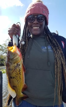 Peacock Bass fishing in Fort Lauderdale, Florida