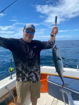 Little Tunny / False Albacore fishing in Destin, Florida