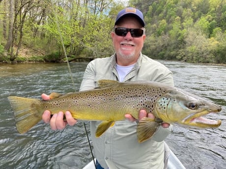 Brown Trout fishing in Leicester, North Carolina