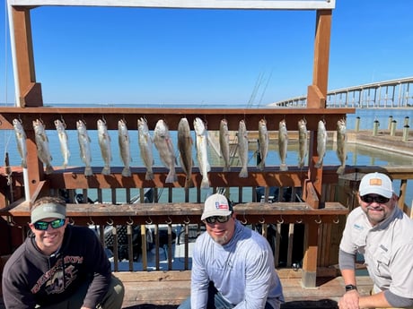 Black Drum, Redfish, Speckled Trout Fishing in Corpus Christi, Texas