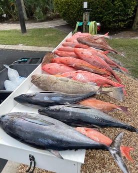 Albacore Tuna, Red Grouper, Red Snapper fishing in Sarasota, Florida