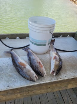 Redfish fishing in Rockport, Texas