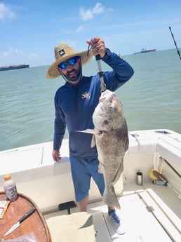 Black Drum Fishing in Galveston, Texas