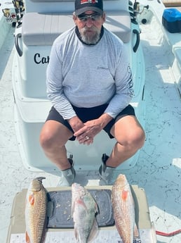 Black Drum, Redfish Fishing in Rockport, Texas