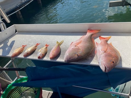 Lane Snapper, Mutton Snapper, Yellowtail Snapper fishing in Marathon, Florida