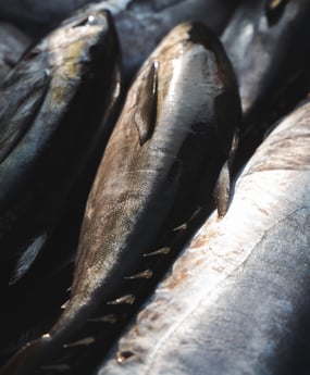 Blackfin Tuna fishing in Galveston, Texas