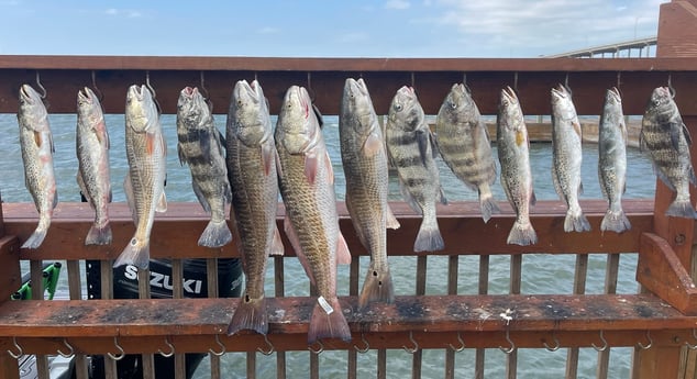 Black Drum, Redfish, Sheepshead, Speckled Trout / Spotted Seatrout Fishing in Corpus Christi, Texas