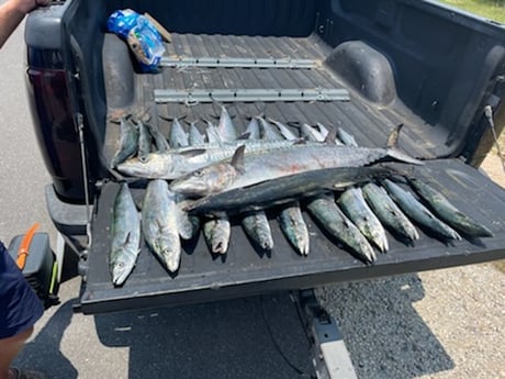 King Mackerel / Kingfish fishing in Gulf Shores, Alabama