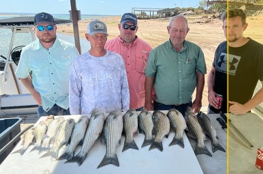 Hybrid Striped Bass, Striped Bass fishing in Burnet, Texas