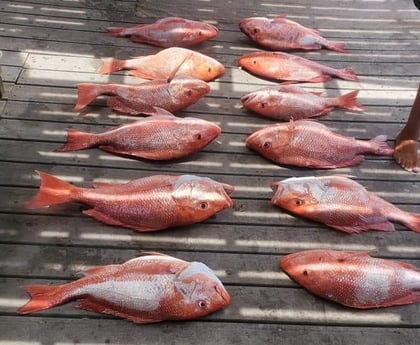 Red Snapper fishing in Freeport, Texas