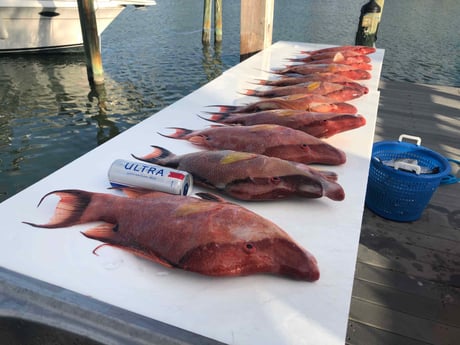 Hogfish Fishing in Madeira Beach, Florida