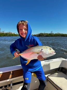 Jack Crevalle Fishing in Sarasota, Florida